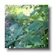 american black nightshade